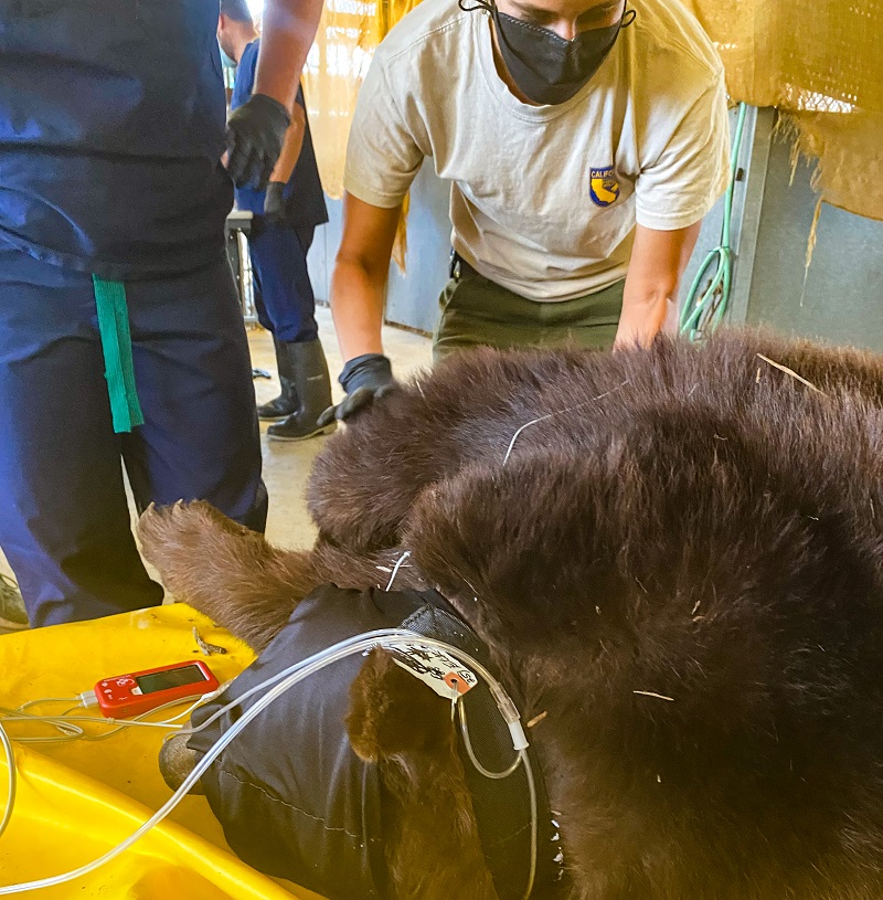 Under anesthesia, bear 64F gets a thorough veterinary evaluation from CDFW staff.